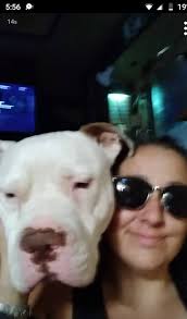 Lost friendly 12 year old dog?