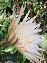 This 776 page hardcover is packed with maps are listed in the back showing the location of each photograph in the book. Rare Moonflower Cactus Blooms In The Uk For The First Time Opening For Just 12 Hours Daily Mail Online
