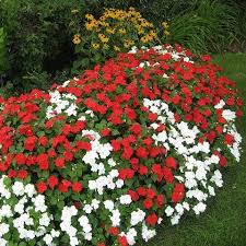 Tapi kita sering bingung, bunga apa yang cocok untuk pasangan? Cantiknya Balsam Si Bunga Pacar Air Urban Garden