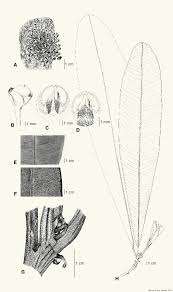 Image result for Englerophytum