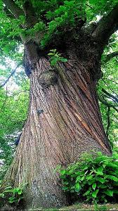 Chestnut Tree In 2020 Chestnut Trees Sweet Chestnut Tree Old Trees