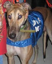 We did not find results for: Greyhound Pet Adoption Maryland Home Facebook