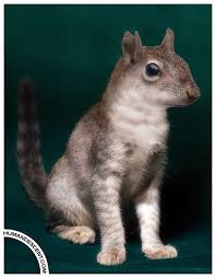 This little lady is a real taxidermy tree rat that unfortunately came into contact with an overly playful cat. Freaky And Bizarre Animal Mashups By Human Descent