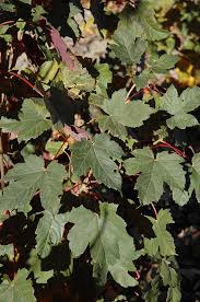 Unique leaf colors throughout the growing season. Rare Regal Petticoat Sycamore Maple 4 Pot Acer Pseudoplatanus Tunpetti Walmart Com Walmart Com