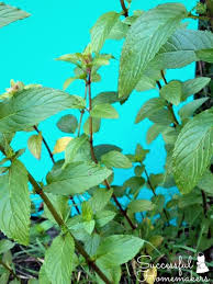 Apr 21, 2020 · as mentioned, the herb is best confined to a container but if yours is not, the best way to tame the beast is by harvesting mint leaves. Chocolate Mint Good For Much More Than Tea