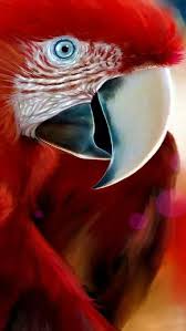 Epingle Par Cerise Angele Sur Multicolore Animaux Tropicaux Oiseaux Exotiques Peinture Oiseau