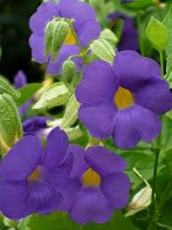 Image result for Thunbergia battiscombei