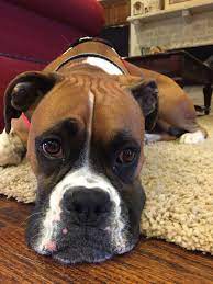 I M Tired Of The Cold Boxer Dogs Cute Boxer Puppies Boxer Puppies