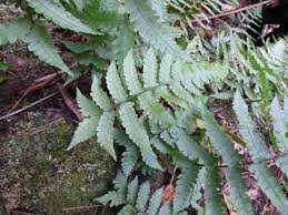 Image result for Deparia