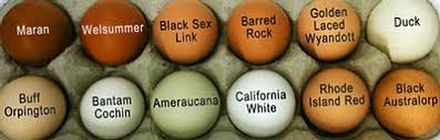 Black Australorp Egg Color The City Chicken Backyard Chickens Eggs Chicken Breeds Chicken Egg Colors