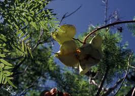 Image result for Erythrophysa