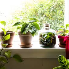 Houseplant jungle 1000 piece puzzle from galison is a lush and verdant puzzle from designer and photographer troy litten that celebrates the beauty and diversity of richly patterned, uniquely shaped, and surprisingly colorful houseplant leaves. Top Tips For Styling Your Home With Houseplants Canberra Weekly