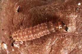 Image result for Lobesia botrana grapevine