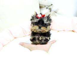 Teacup Yorkies For Sale In Usa Yorkie Puppy For Sale Teacup Yorkie Puppy Yorkie Puppy