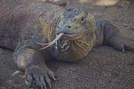 Now, we do have pictures of actual dragons, but i was not allowed to show them. Are Dragons Real A Moment Of Science Indiana Public Media