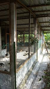 17.095 resep ayam kampung ala rumahan yang mudah dan enak dari komunitas memasak terbesar dunia! Reban Ayam Kampung Cantik