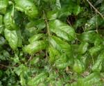 Image result for Combretum butyrosum