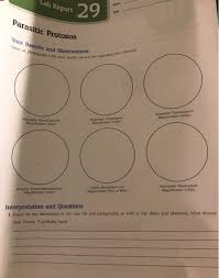 I would be unable to specify the organism to family level. Lab Report 29 Parasitic Protozoa Your Results And Chegg Com