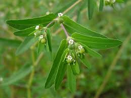 Image result for Euphorbia hyssopifolia