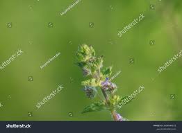 Image result for Mesosphaerum