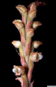 Image result for Hetaeria heterosepala