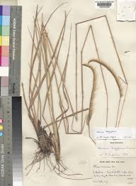 Image result for Ctenium somalense