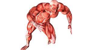The soleus connects your lower leg bones to your heel, but it also gives your heart some help by pumping blood back towards your head. What Is Said To Be The Hardest Trivia Questions Quizzclub