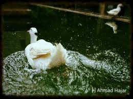 Pin By Ahmad Hajar On طيور Animals Bird