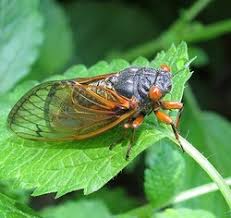 This insect is known from its many members who make loud. Cicada Nature Study