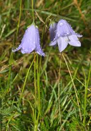 Image result for Crepidorhopalon droseroides