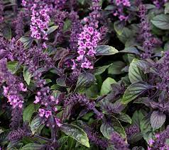Check spelling or type a new query. Basil African Blue Buy Online At Annie S Annuals