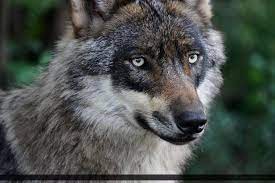 European Wolf 238 Wolf Pictures Wolf Dog Wild Dogs