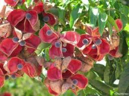 Image result for Brackenridgea zanguebarica