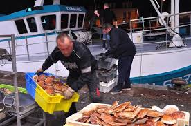 Port En Bessin Coquille Saint Jacques L Ouverture Progressive D Une Saison Prometteuse La Renaissance Le Bessin