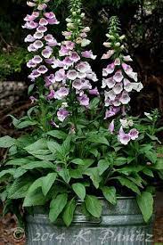 These flowers grow to three feet in height and thrive in small pots, in large containers, and, of course, in the garden. Foxglove Dalmation Rose In A Galvanized Container Container Gardening Plants Garden Containers