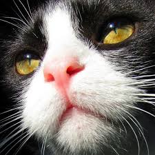 Black And White Cat With Pink Nose Pin By Mom On Black White Cats Tuxedo Cat Cats Crazy Cats