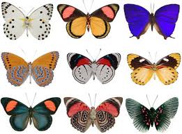 Found In Nature Oh Joy Butterfly Art Butterfly Colorful Butterflies