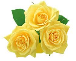 Yellow Roses Png Clipart Yellow Flower Wallpaper Rose Flower Wallpaper Beautiful Flowers Images