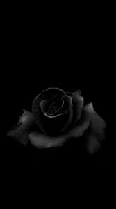 Dark Rose Phone Wallpaper Black Roses Wallpaper Black Rose Flower Rose Images
