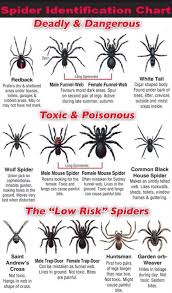 33 Exhaustive Brown Spider Identification Chart