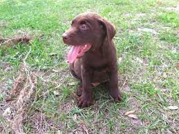 Akc papered puppies born 4/13/21 rtg 5/26/21 has first shots, wormed regular for more information call or text show contact info or see fm page kk's labs. Chocolate Labrador Puppies Houston Tx Dogs Breeds And Everything About Our Best Friends