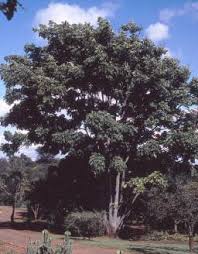 Image result for Khaya