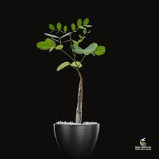 Image result for Pavonia burchellii