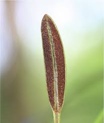 Image result for Elaphoglossum macropodium