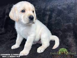 White English Lab Puppies For Sale Labrador Puppies For Sale English Lab Puppies Lab Puppies