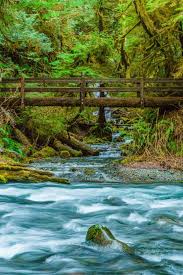 On the marymere falls trail, which was surrounded by towering trees in the temperate rainforest of the olympic peninsula. Olympic National Park A Weekend Road Trip Away From The Office National Parks National Parks Photography Sequoia National Park Camping