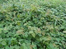 Image result for Desmodium scorpiurus