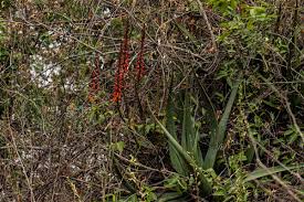 Image result for Aloe cryptopoda