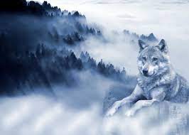 Wolf wallpapers is beautiful and mysterious.stunning wolf wallpaper murals bring the call of the wild inside. Ø®Ù„ÙÙŠØ§Øª Ø°Ø¦Ø§Ø¨ Hd