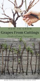 Image result for grapevine cuttings